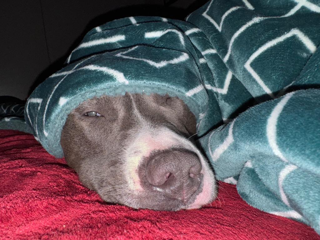 Enlarge Bhabie, a Adoptable Mixed Breed in Reno, NV image 6/6