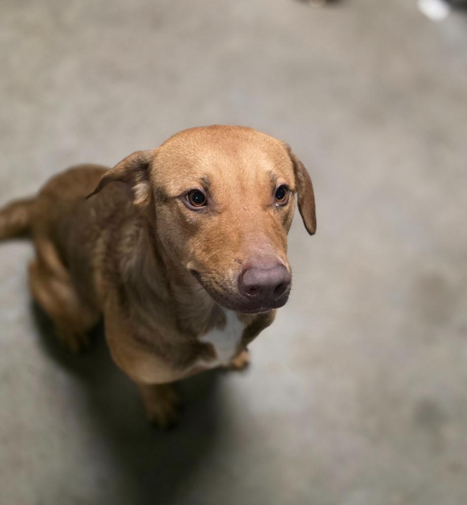 Enlarge San Angelo, a Adoptable mixed breed in Rockport, TX image 1/5