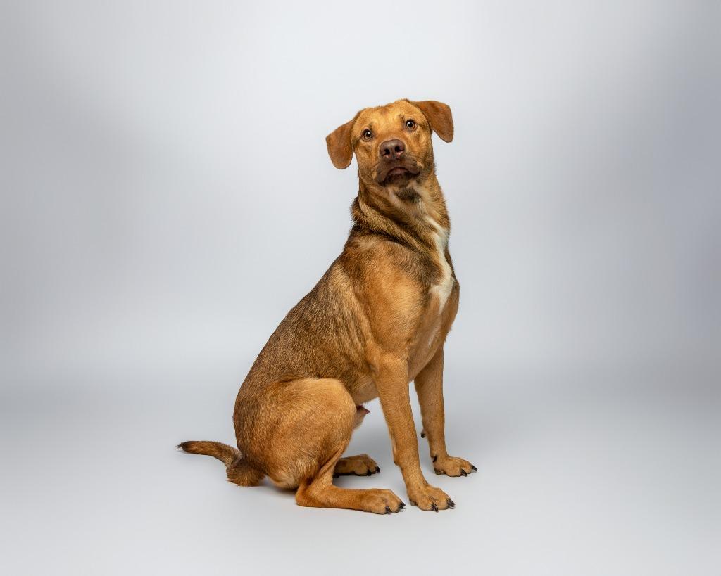 San Angelo, a Adoptable mixed breed in Rockport, TX image 2/6