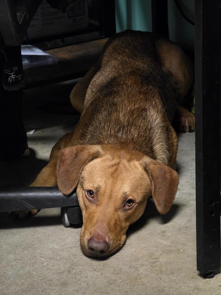 Enlarge San Angelo, a Adoptable mixed breed in Rockport, TX image 2/5
