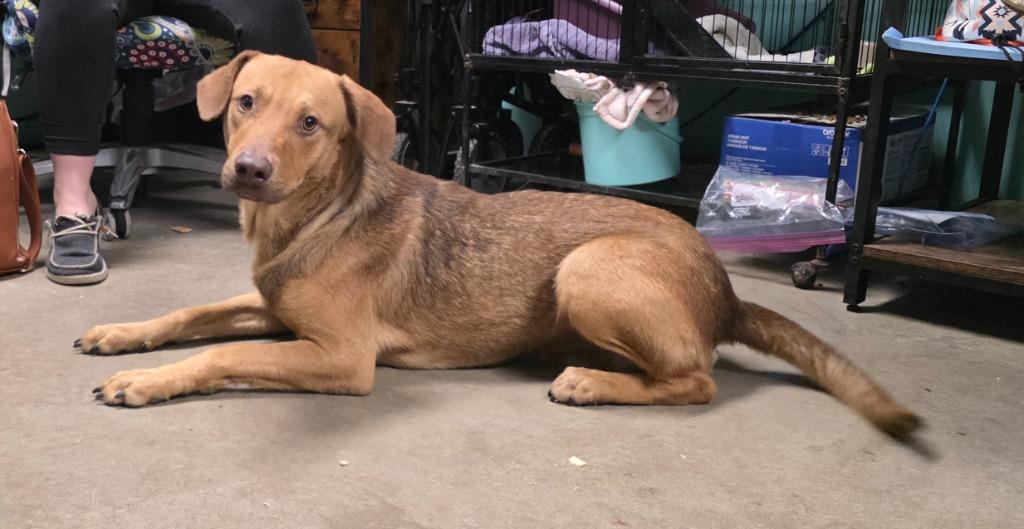 Enlarge San Angelo, a Adoptable mixed breed in Rockport, TX image 3/5
