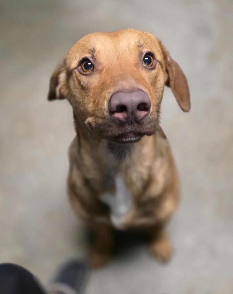 Enlarge San Angelo, a Adoptable mixed breed in Rockport, TX image 4/5