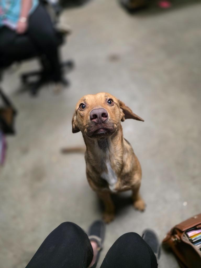 Enlarge San Angelo, a Adoptable mixed breed in Rockport, TX image 5/5