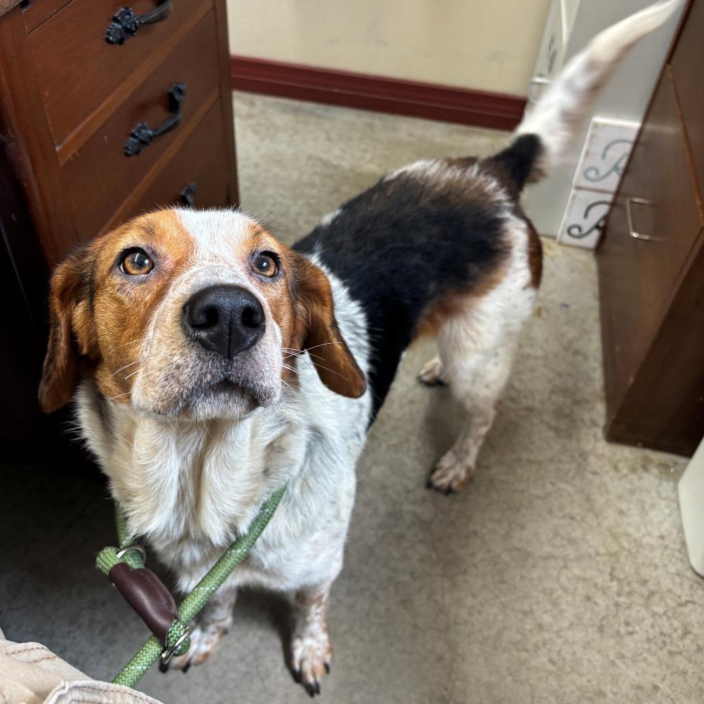 Enlarge millie, a Adoptable Beagle in Falmouth, KY image 1/1