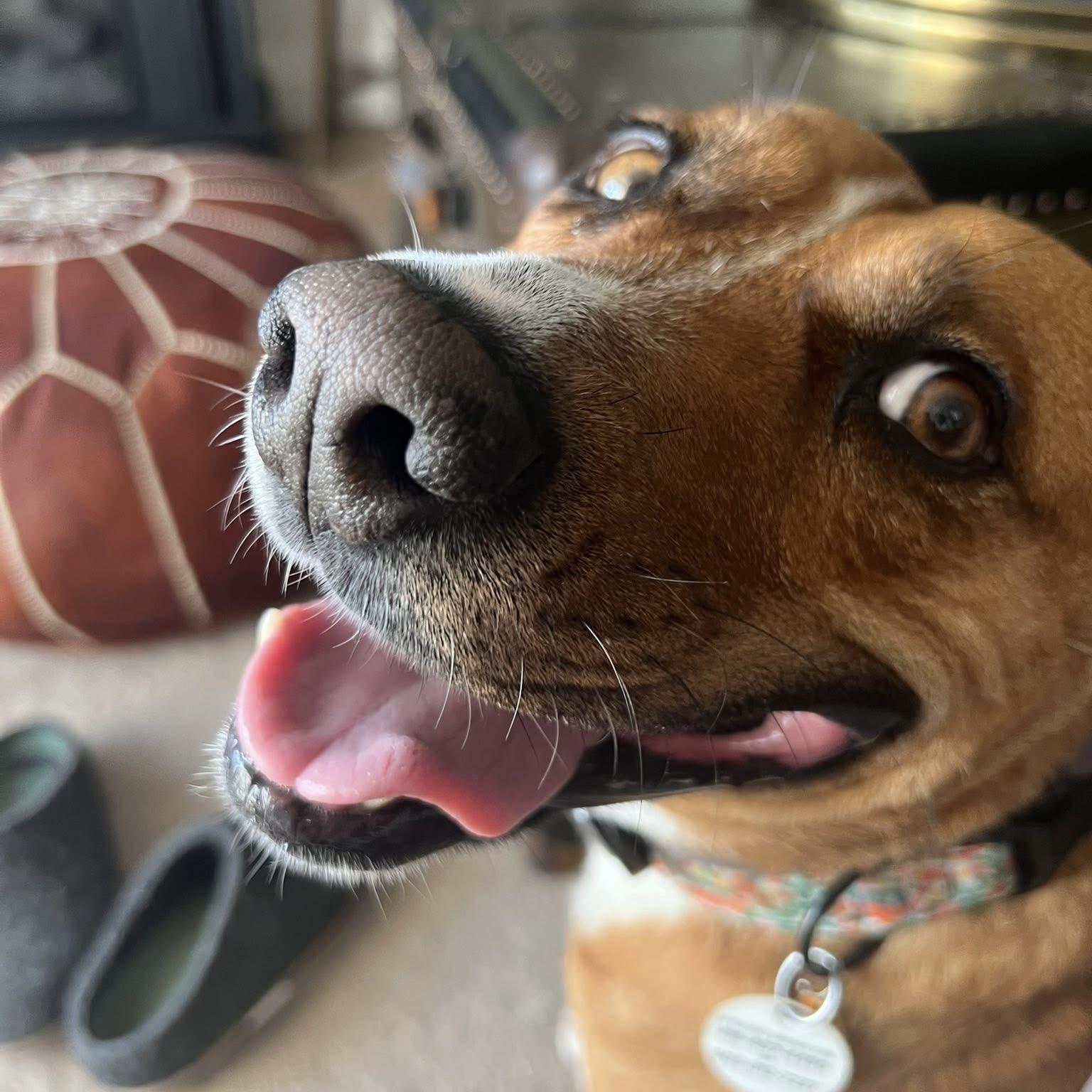 Felice, ADOPTABLE, Senior Female Mixed Breed & Labrador Retriever.