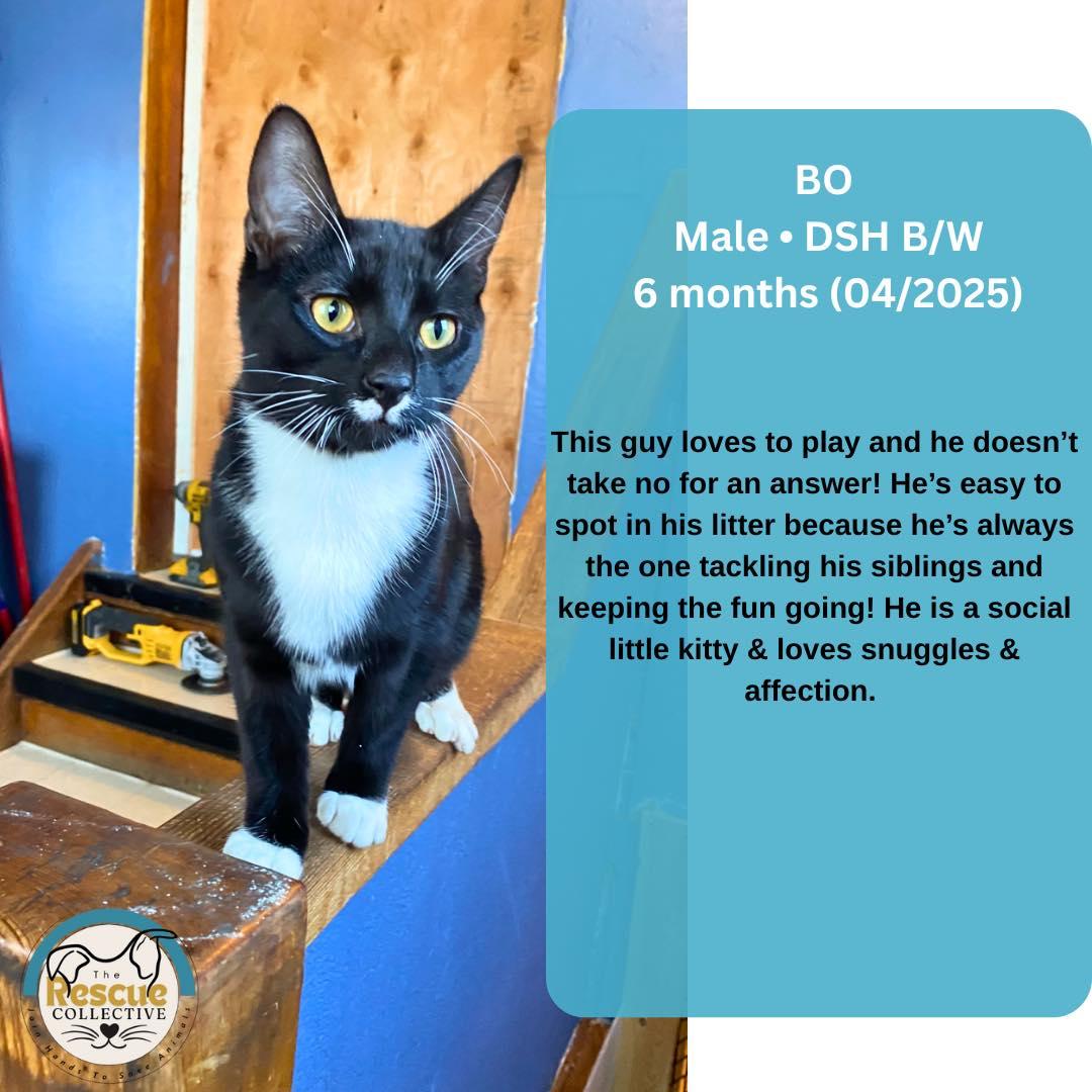 Bo, an adoptable Domestic Short Hair in Clive, AB, T0C 0Y0 | Photo Image 1