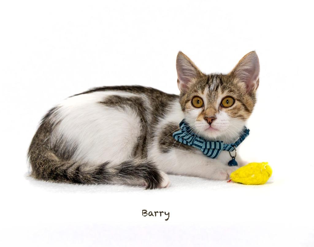 Enlarge Barry, a Adoptable mixed breed in Hot Springs Village, AR image 1/2