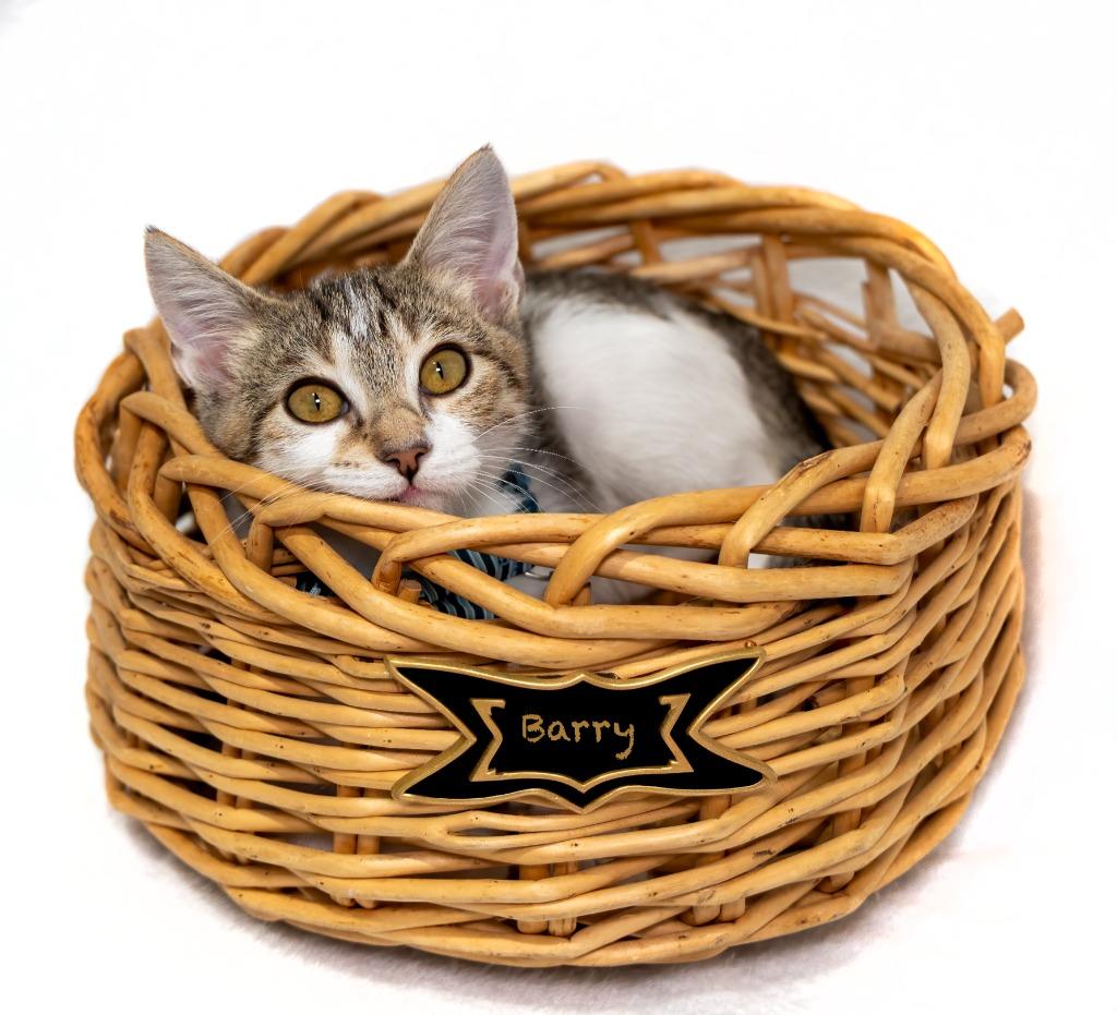 Enlarge Barry, a Adoptable mixed breed in Hot Springs Village, AR image 2/2