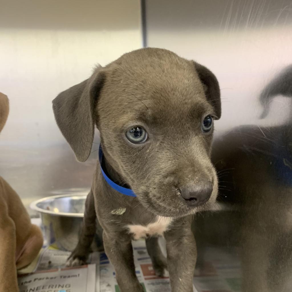Moonpie 051801U, a Adoptable mixed breed in Tupelo, MS image 1/3