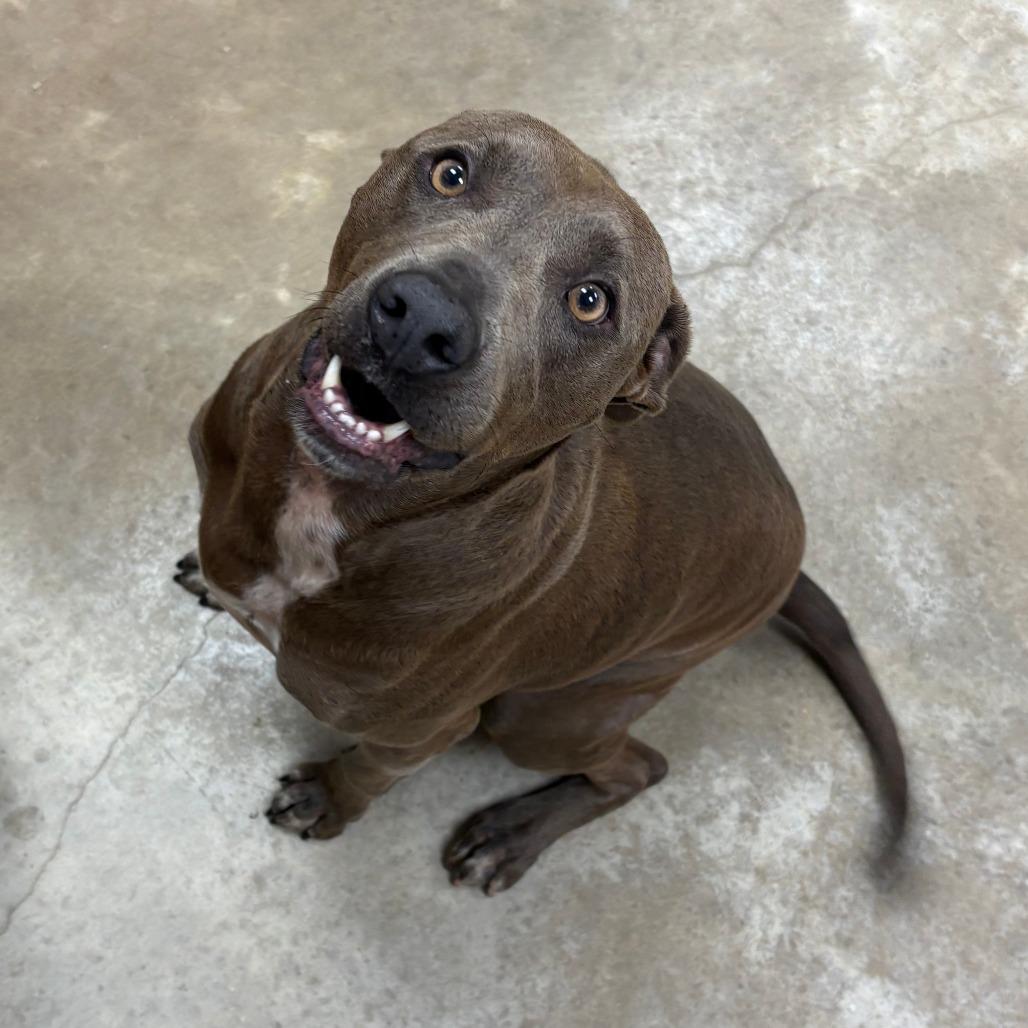 Moonpie 051801U, a Adoptable mixed breed in Tupelo, MS image 2/3