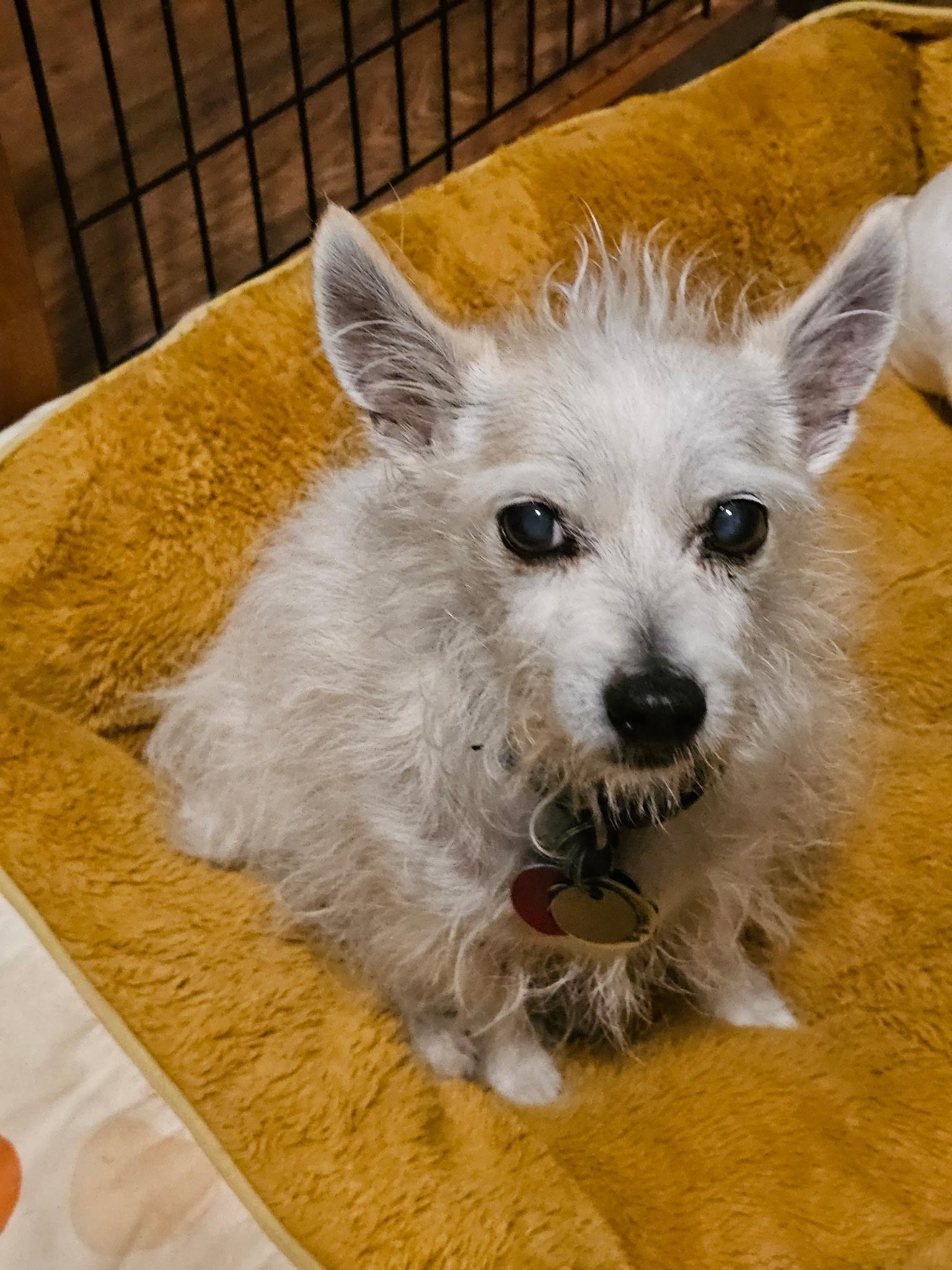 Enlarge Widget, an adopted mixed breed in Mendham , NJ image 3/3