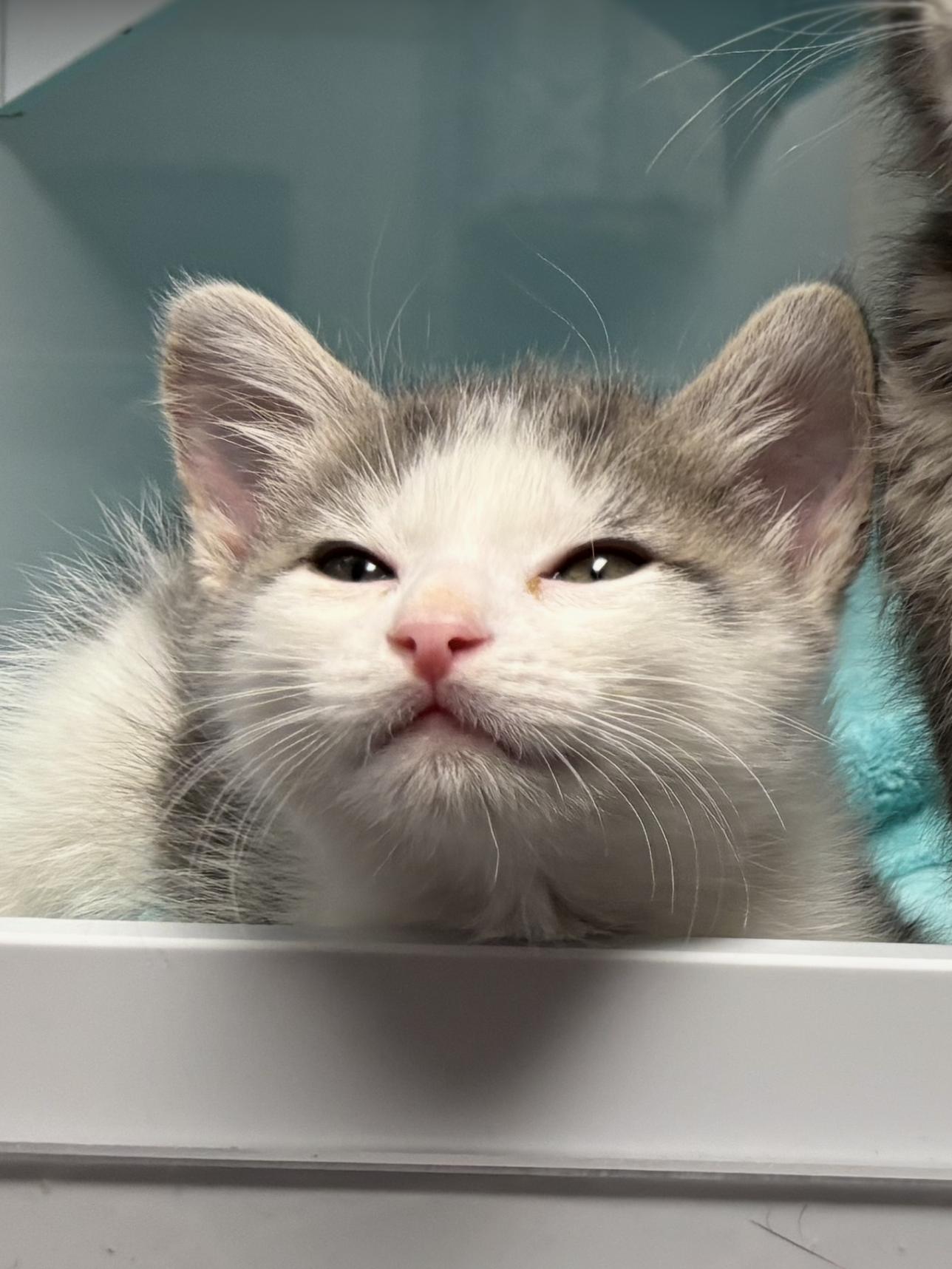 Bacon Bits, Adopted, Young Male Domestic Short Hair.