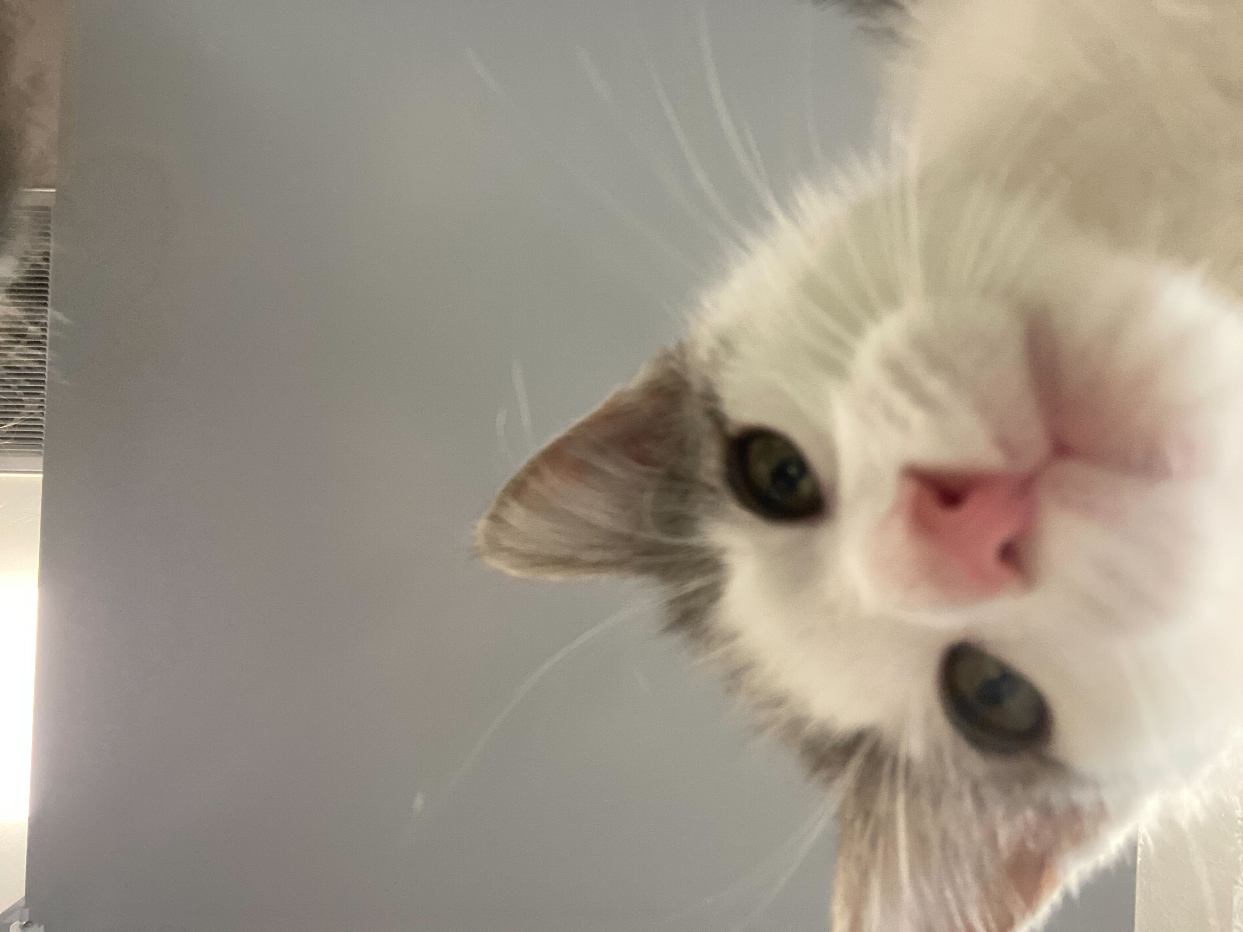 Enlarge Bacon Bits, a Adopted Domestic Short Hair in Austin, TX image 3/3