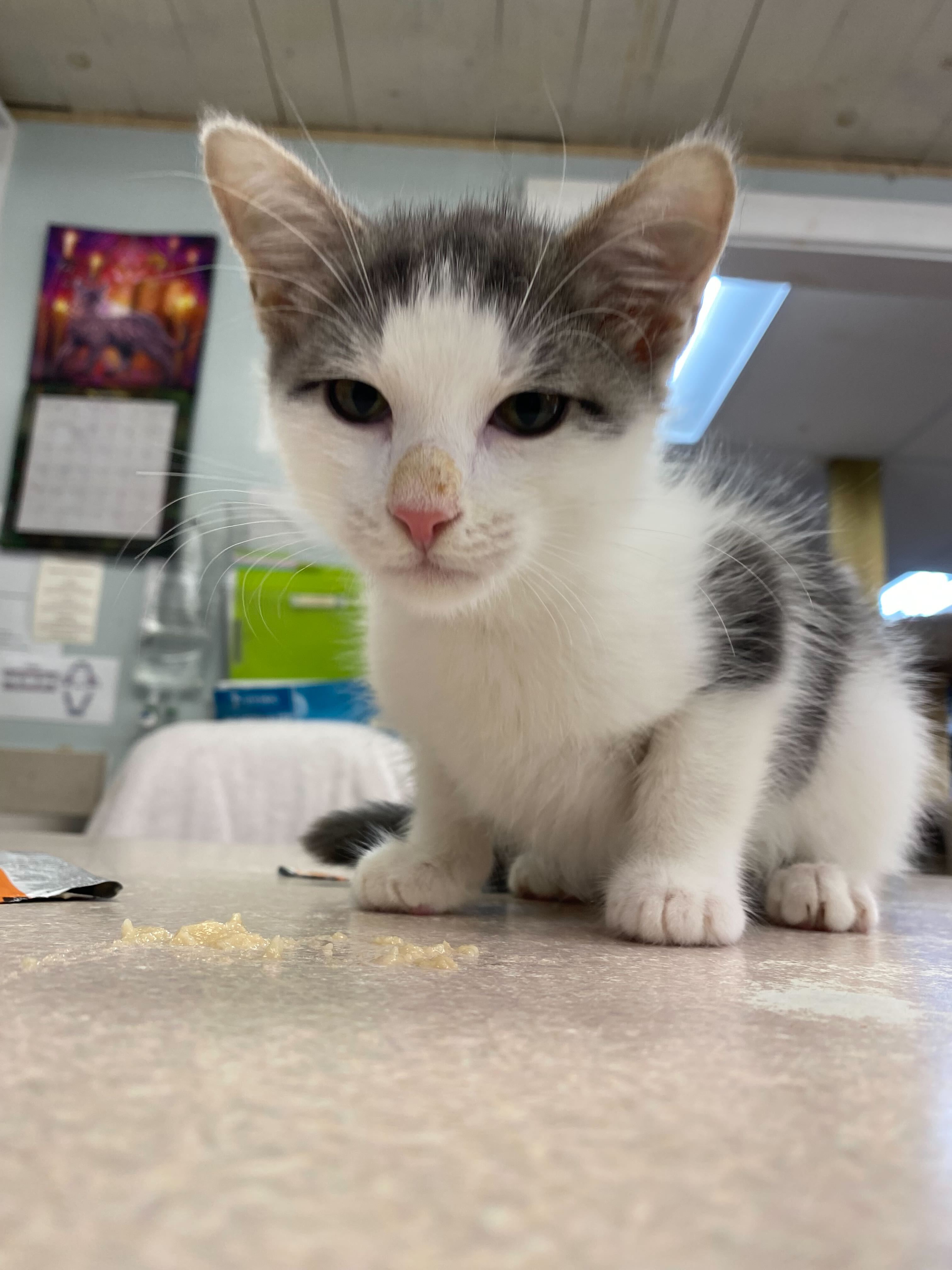 Enlarge Bacon Bits, a Adopted Domestic Short Hair in Austin, TX image 2/3