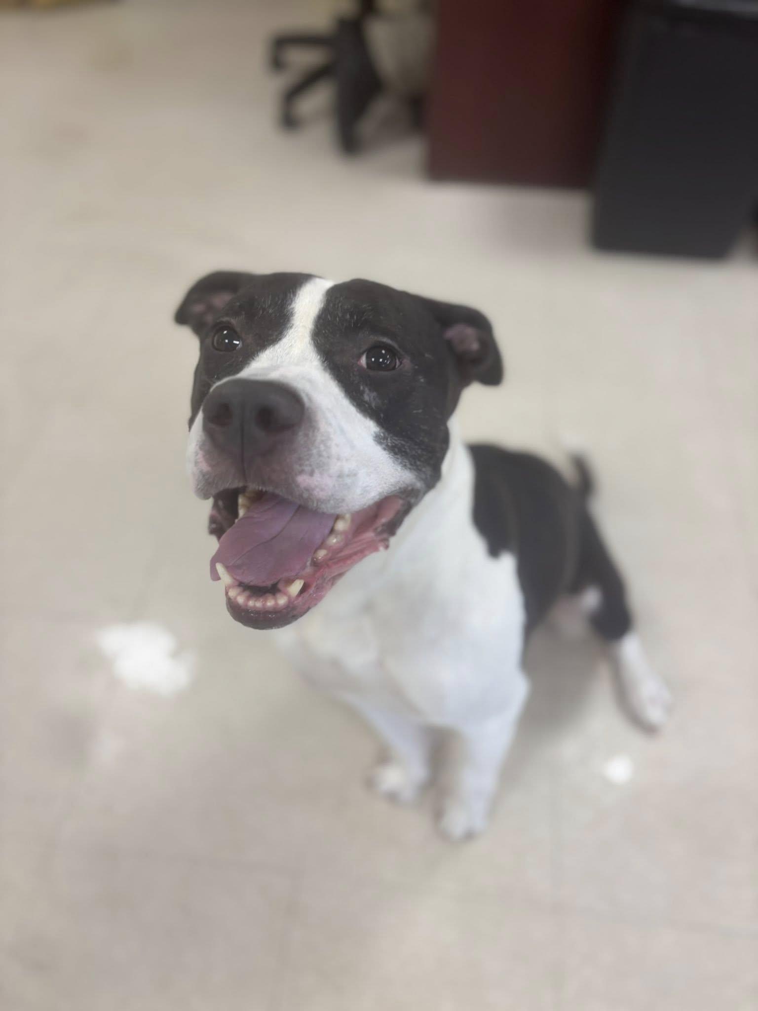 Lochlan, Adoptable, Adult Male Pit Bull Terrier.