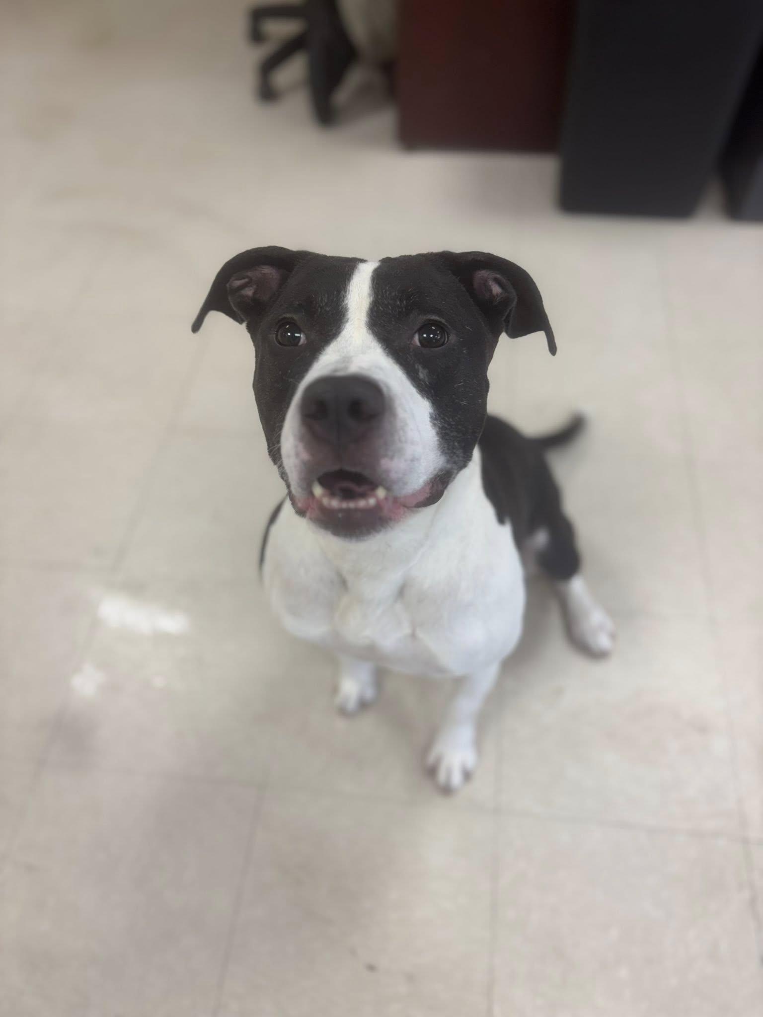 Lochlan, a Adoptable Pit Bull Terrier in Clayton, NJ image 2/6