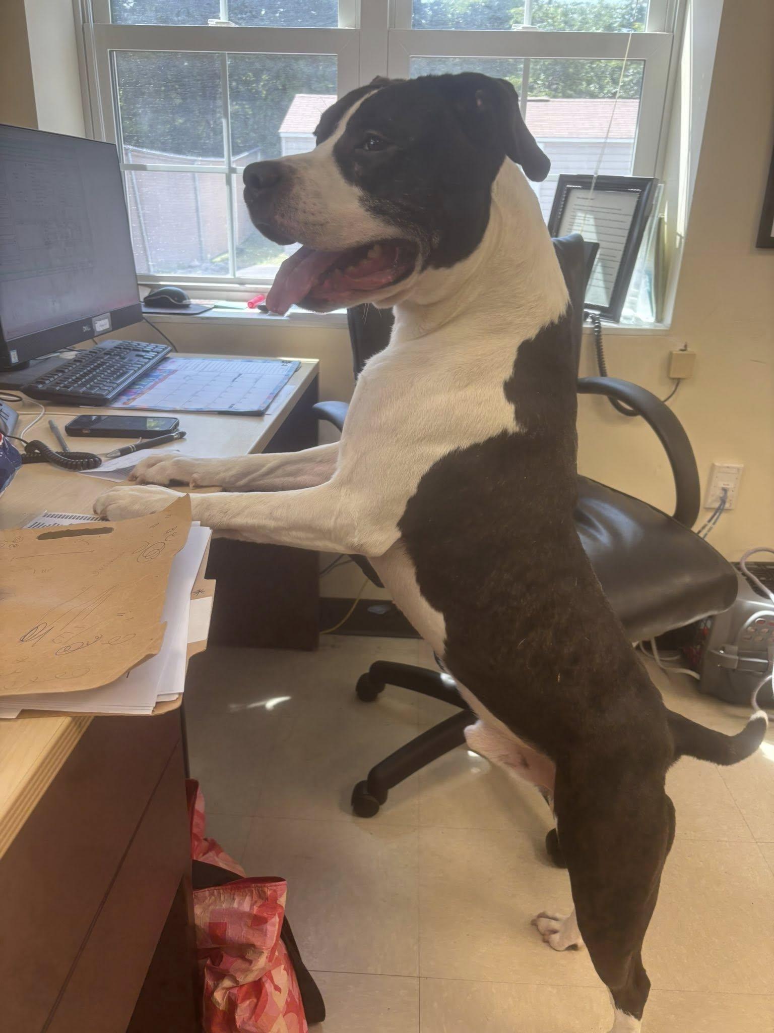 Lochlan, a Adoptable Pit Bull Terrier in Clayton, NJ image 3/6