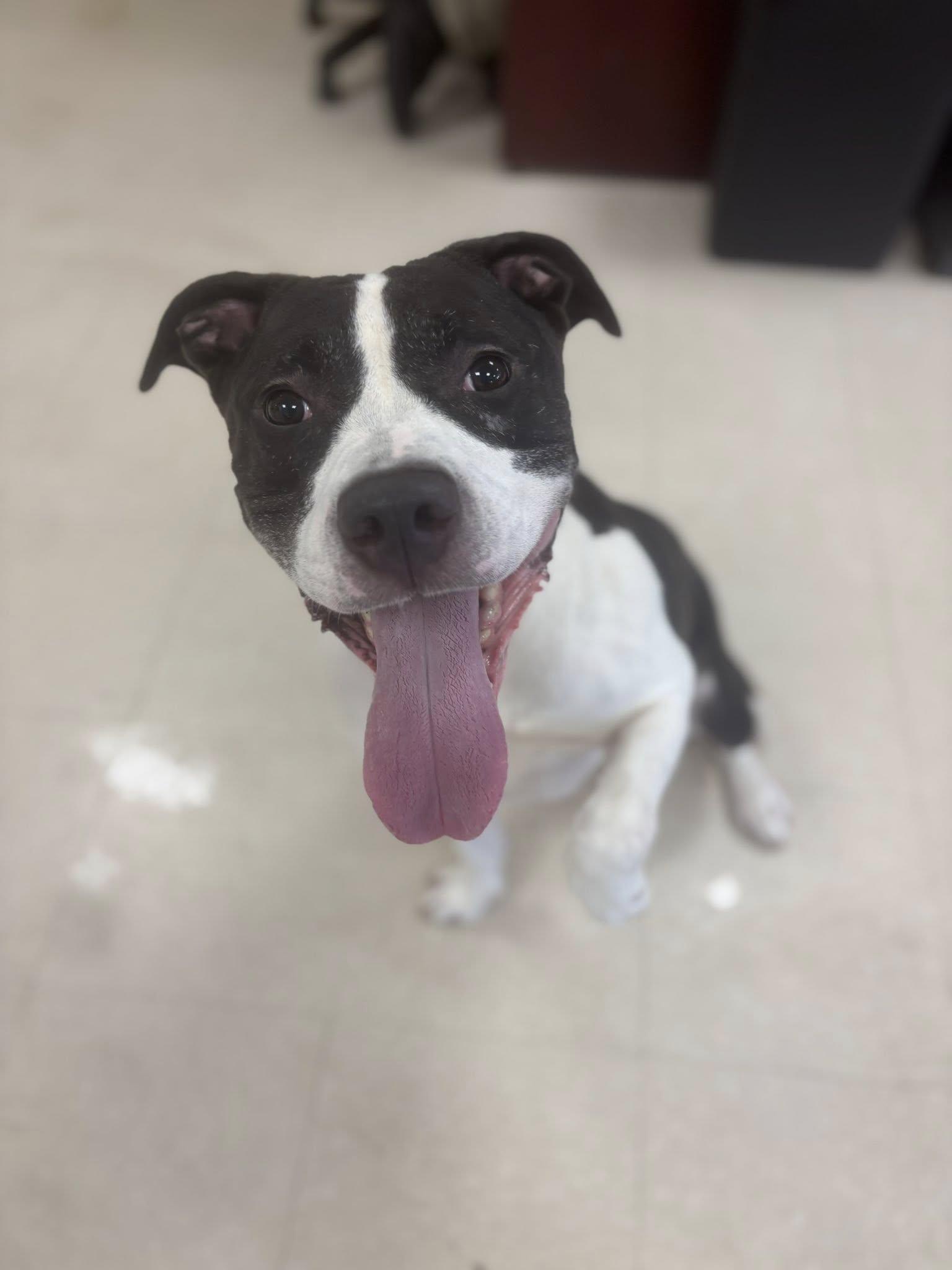 Lochlan, a Adoptable Pit Bull Terrier in Clayton, NJ image 4/6