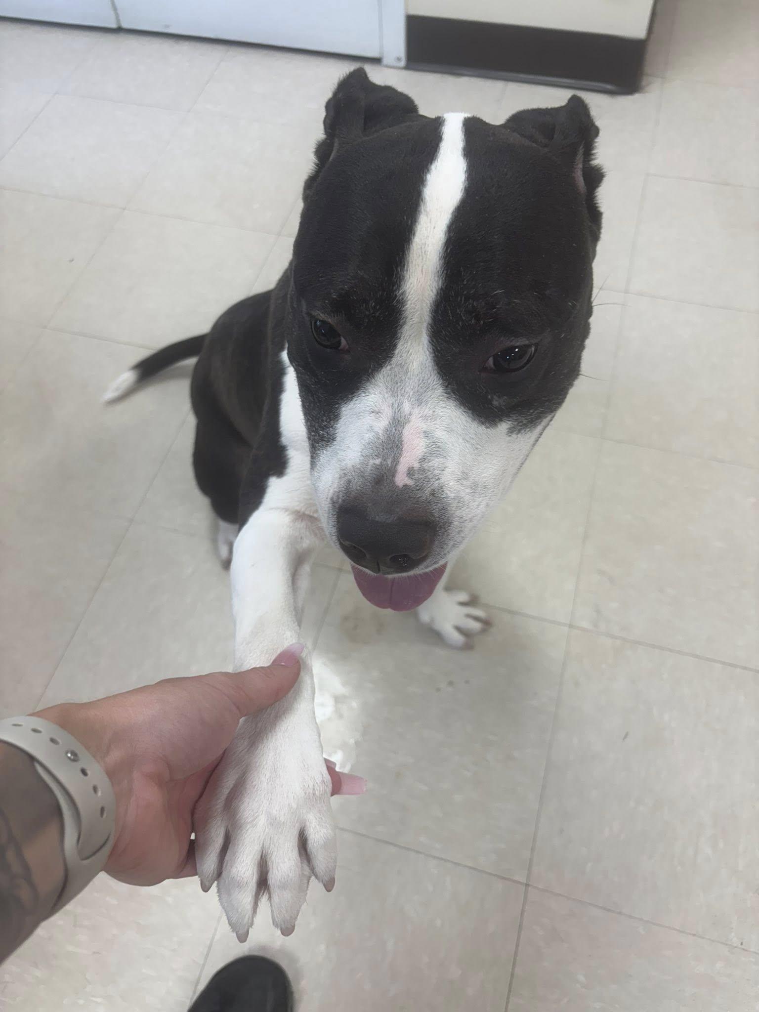 Lochlan, a Adoptable Pit Bull Terrier in Clayton, NJ image 5/6