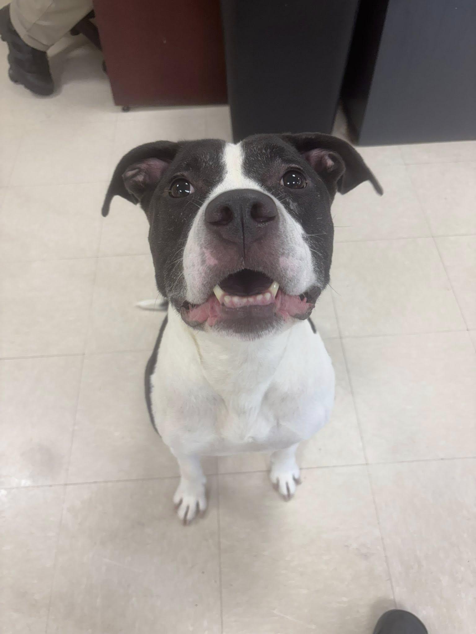 Lochlan, a Adoptable Pit Bull Terrier in Clayton, NJ image 6/6
