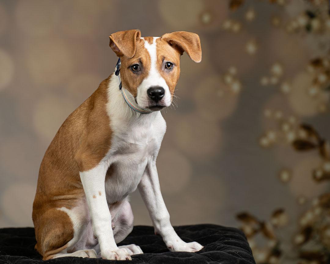 Enlarge Arlo , a Adoptable mixed breed in Newberg, OR image 1/3