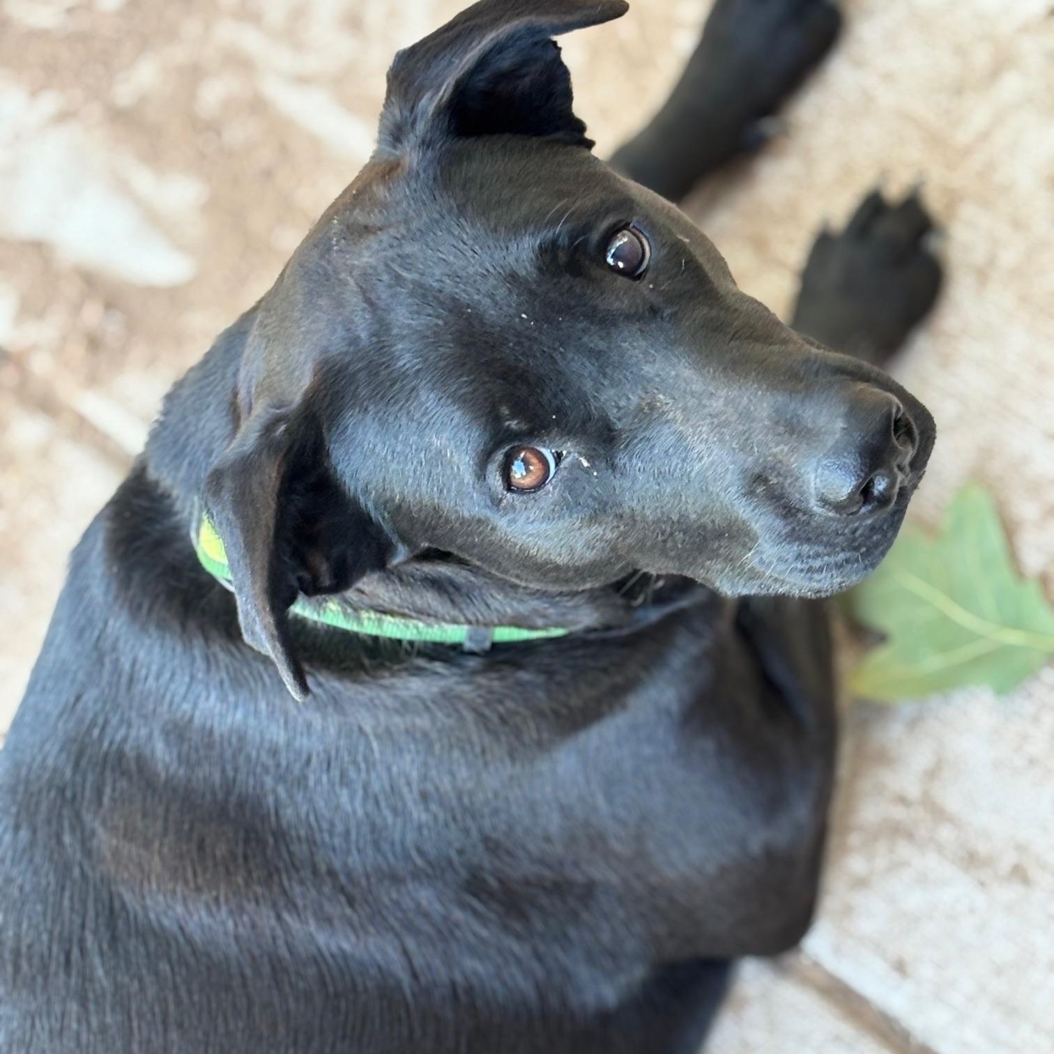 Daisy, a Adoptable mixed breed in Tecumseh, OK image 3/5