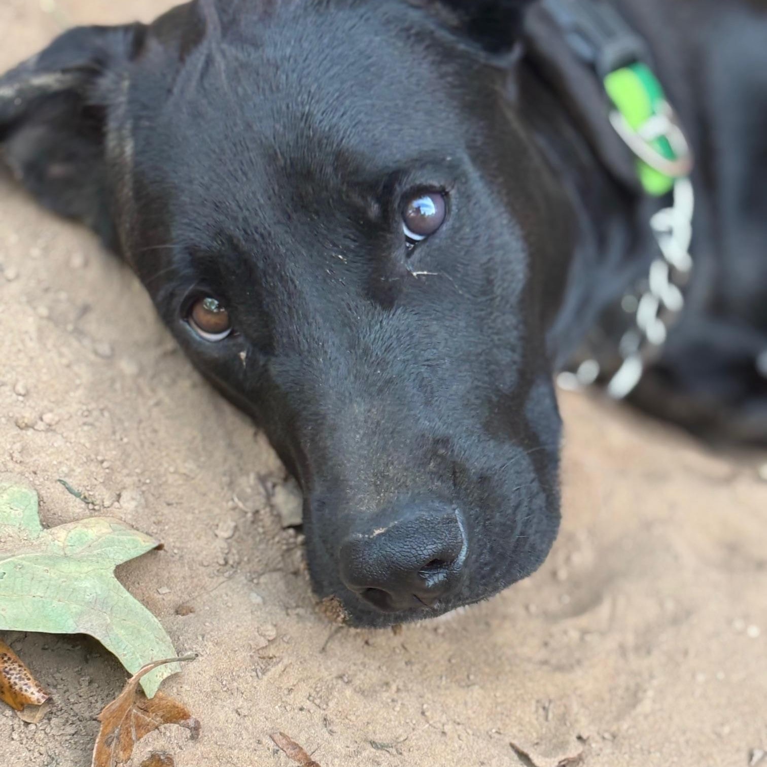 Daisy, a Adoptable mixed breed in Tecumseh, OK image 2/5