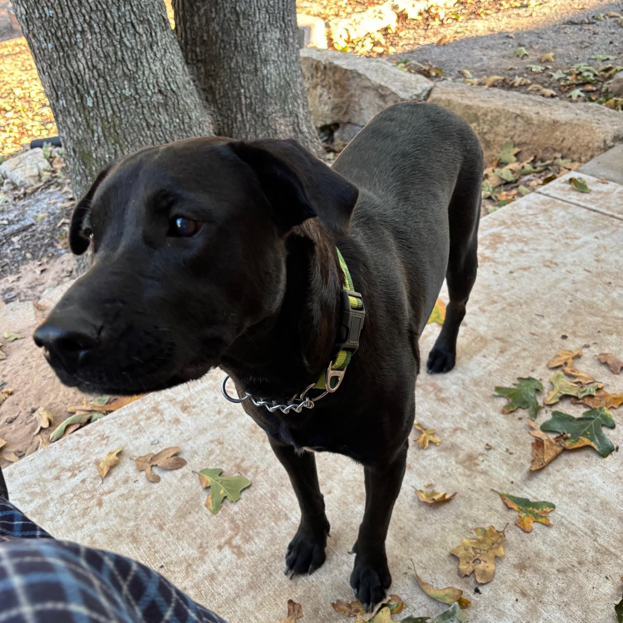Daisy, a Adoptable mixed breed in Tecumseh, OK image 4/5