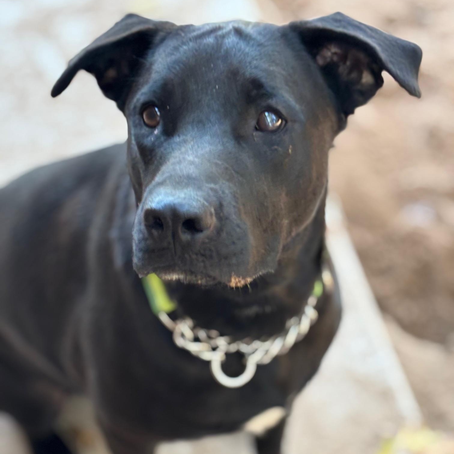 Daisy, a Adoptable mixed breed in Tecumseh, OK image 1/5