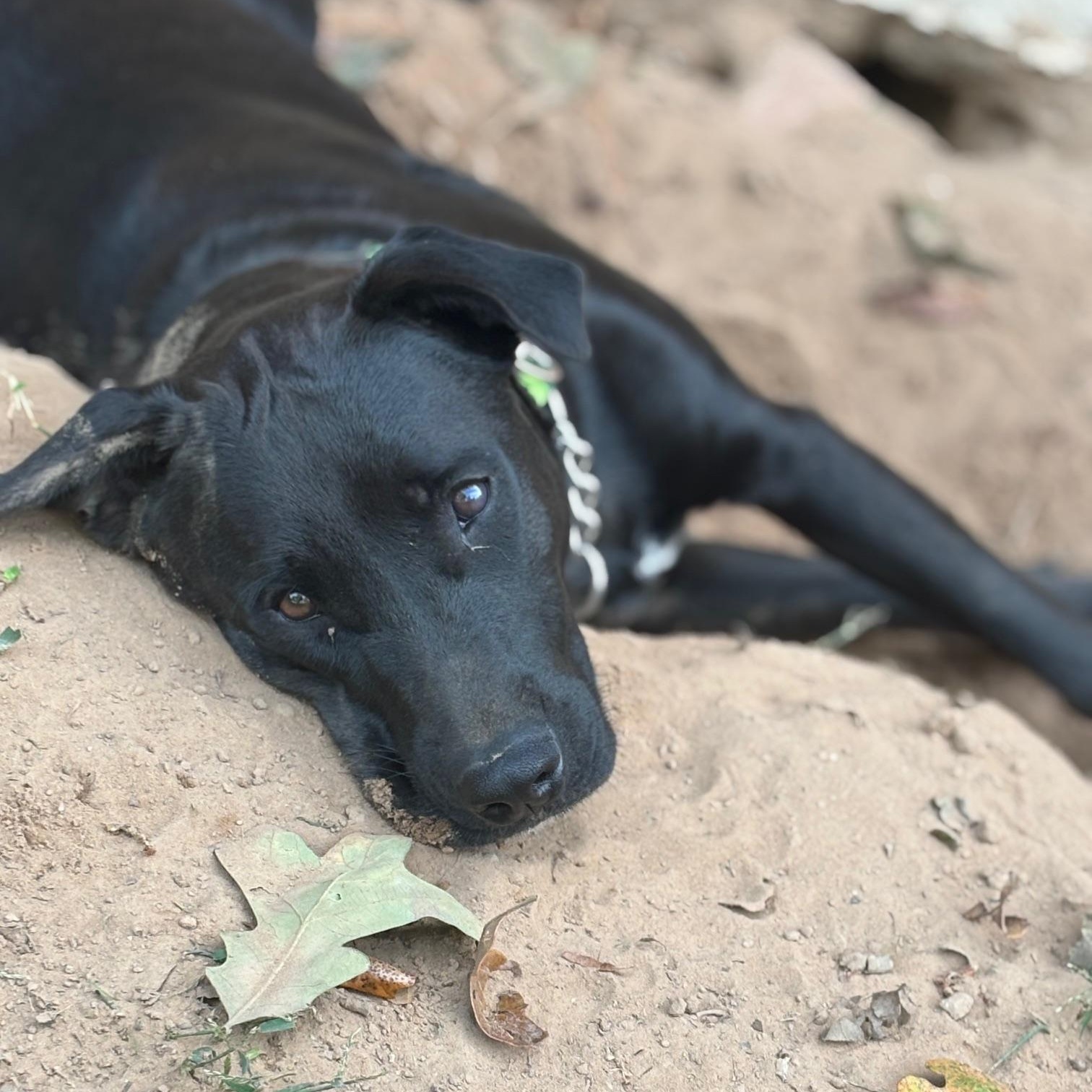 Daisy, a Adoptable mixed breed in Tecumseh, OK image 5/5