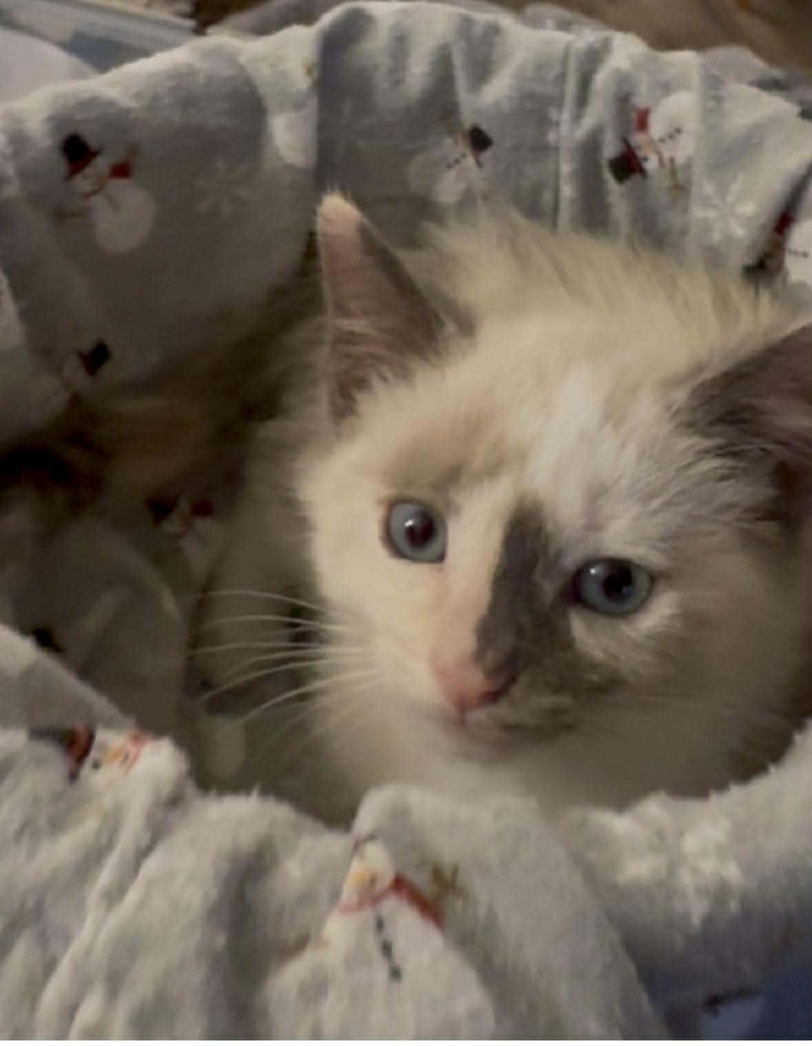 Flurry, a hold mixed breed in Santa Clara, CA image 3/5