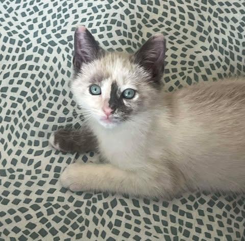 Flurry, a hold mixed breed in Santa Clara, CA image 2/5