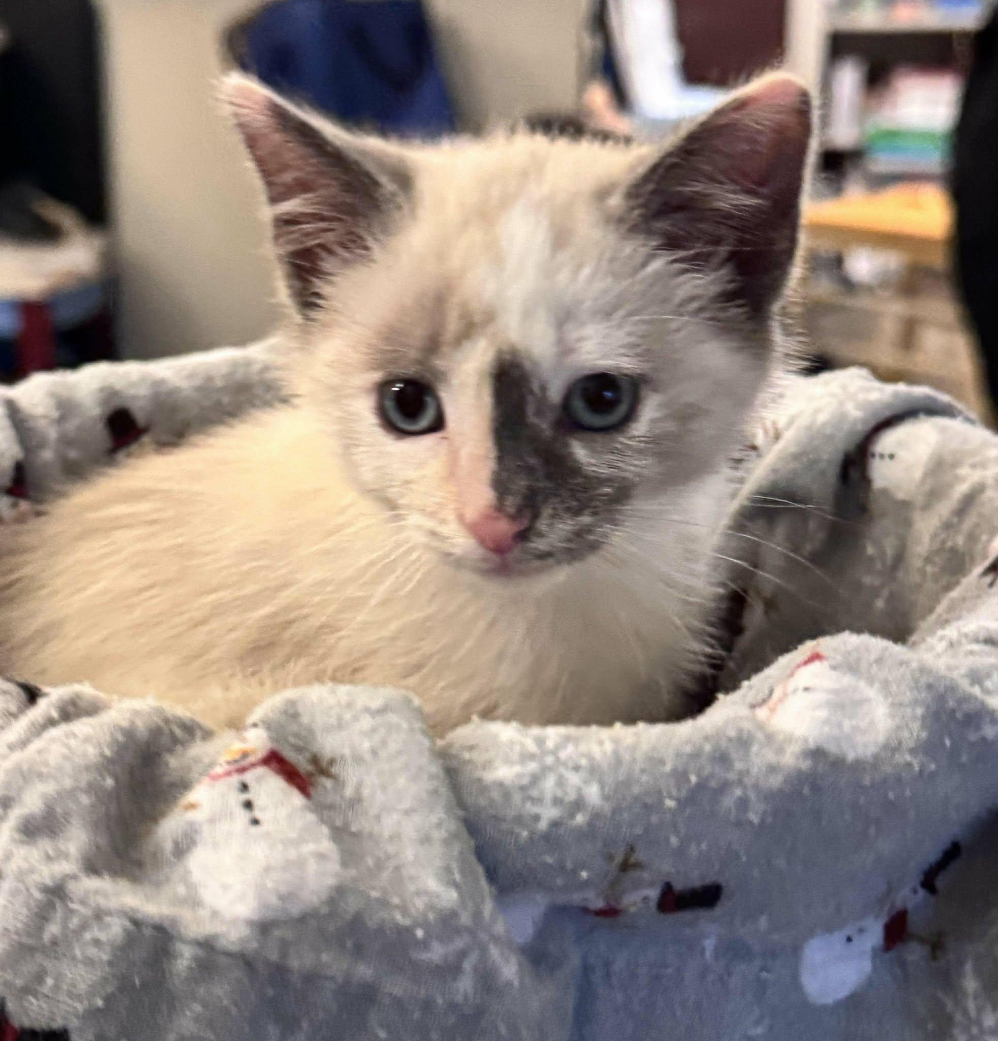 Flurry, a hold mixed breed in Santa Clara, CA image 4/5