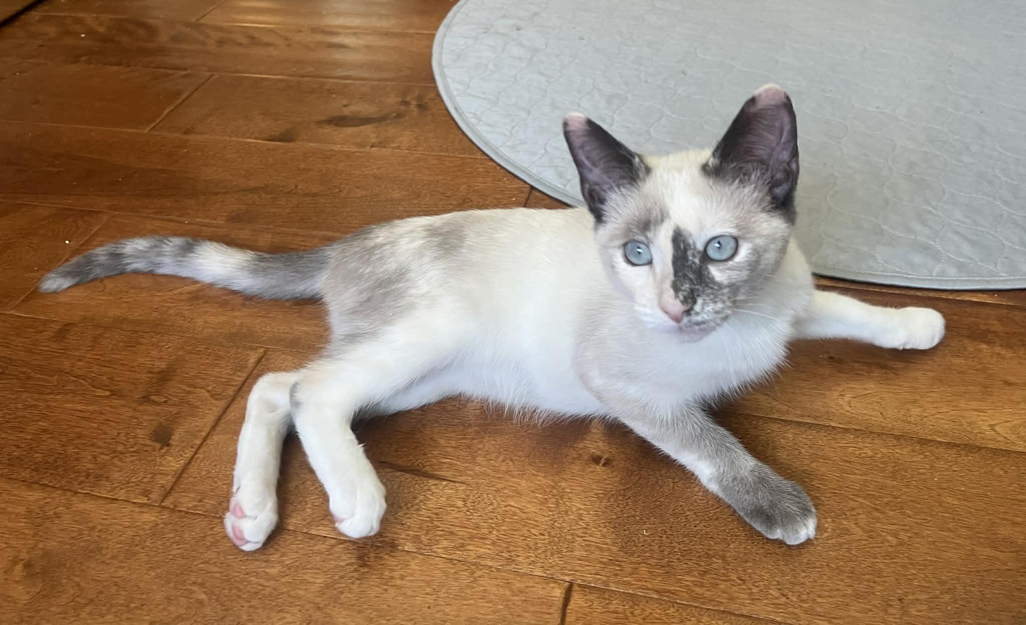Flurry, adoptable, Kitten Female Domestic Short Hair & Snowshoe.