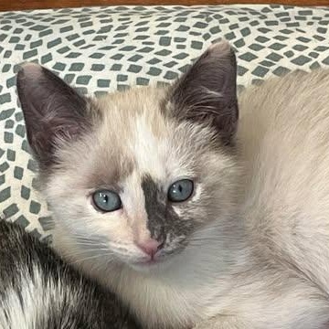 Flurry, a hold mixed breed in Santa Clara, CA image 1/5