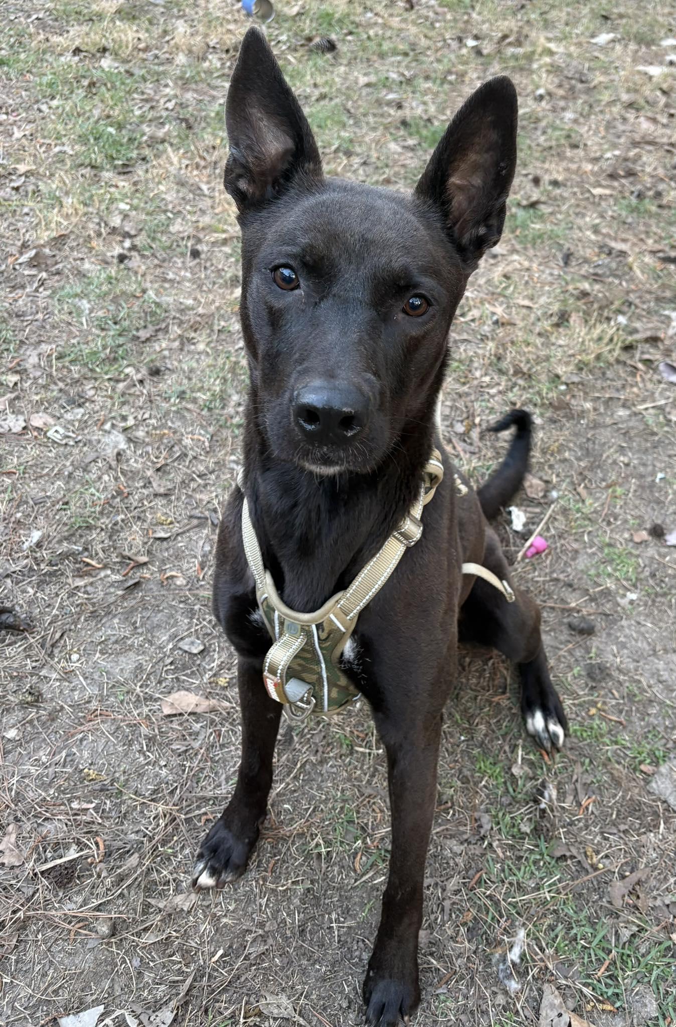 Enlarge Indigo, a Adoptable Shepherd in Mount Pleasant, SC image 1/1