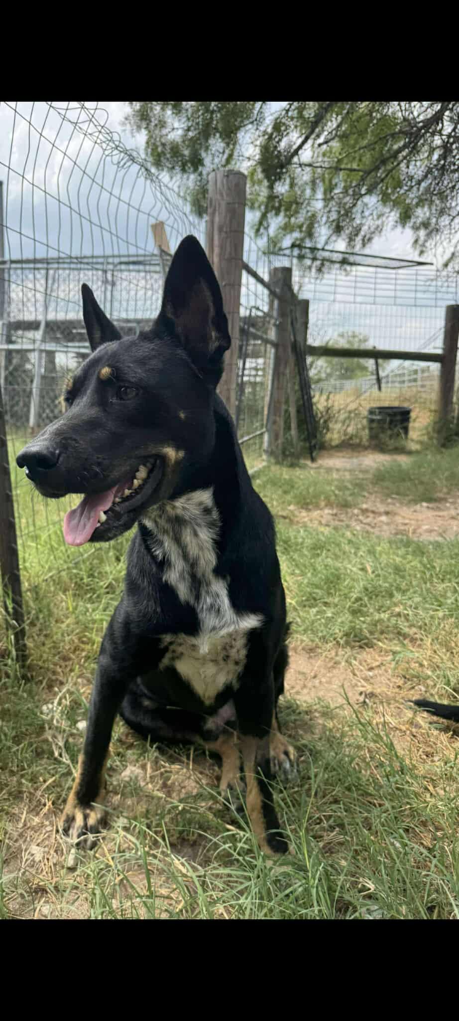 Johnny, Adopted, Young Male German Shepherd Dog & Australian Shepherd.