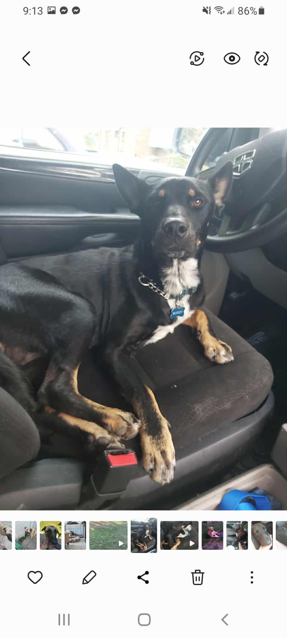 Johnny, a Adopted mixed breed in Scarborough, ON image 2/5