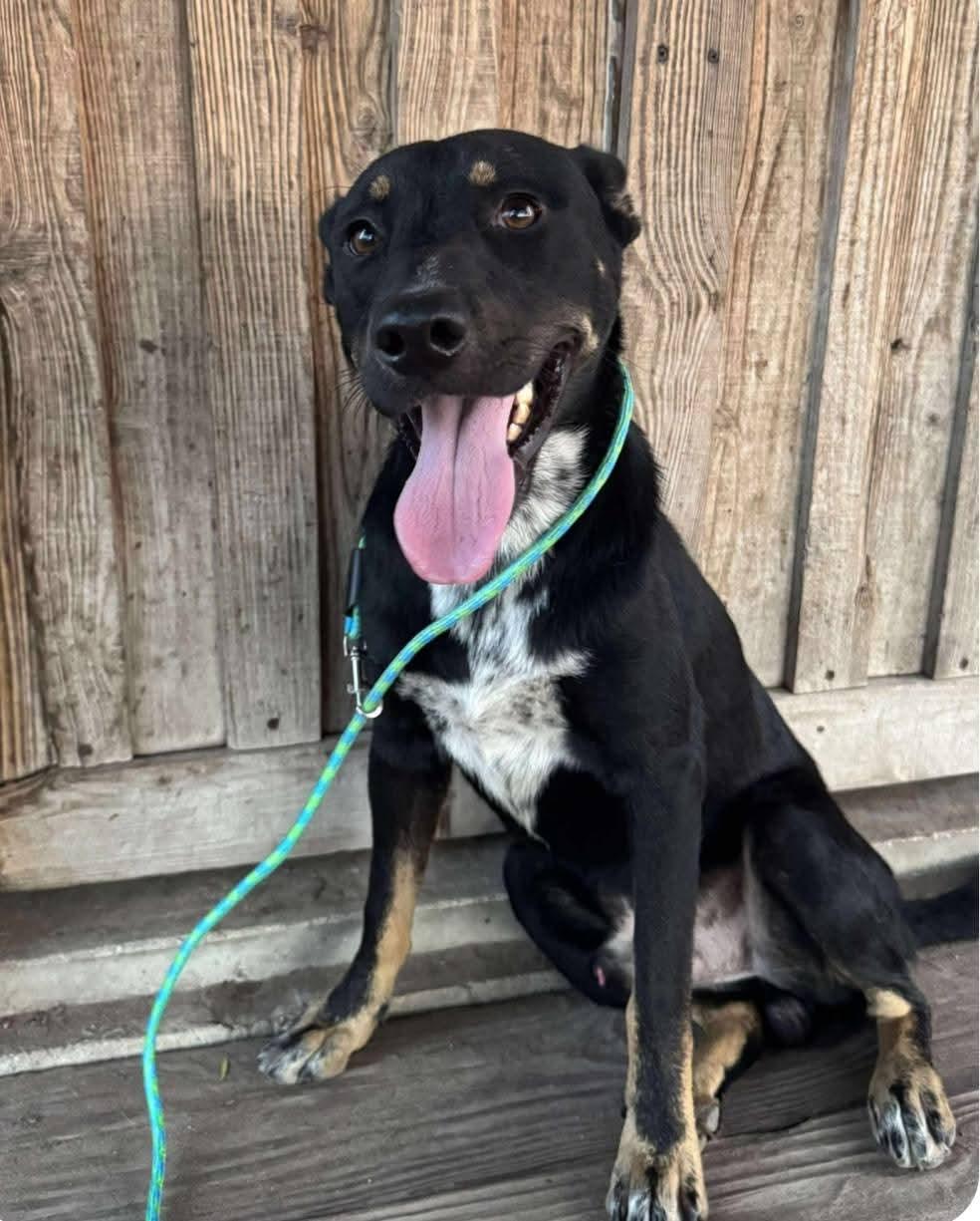 Johnny, a Adopted mixed breed in Scarborough, ON image 4/5