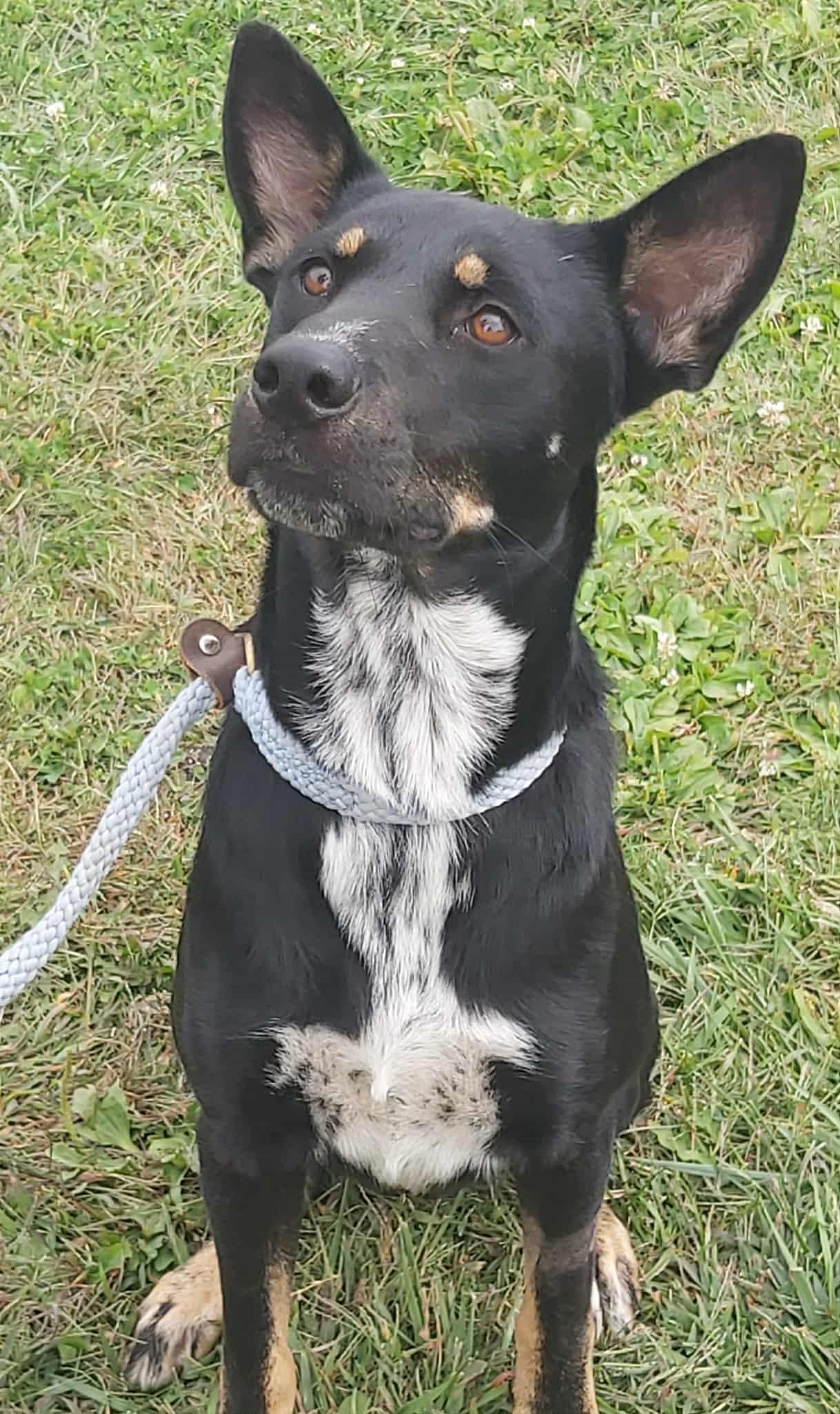 Johnny, Adopted, Young Male German Shepherd Dog & Australian Shepherd.