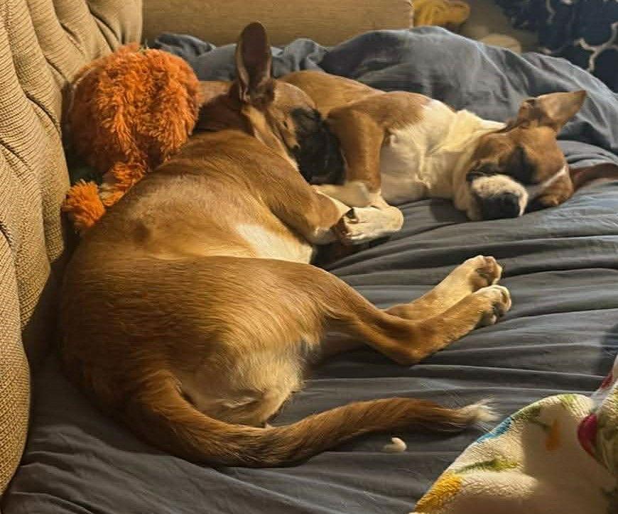 Enlarge Faith - FOSTER OR ADOPT ME!!, a Adoptable Boxer in Shakopee, MN image 2/3