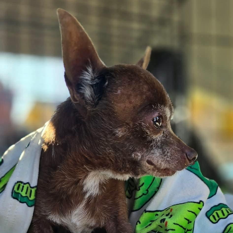 Delia — thumbnail 5