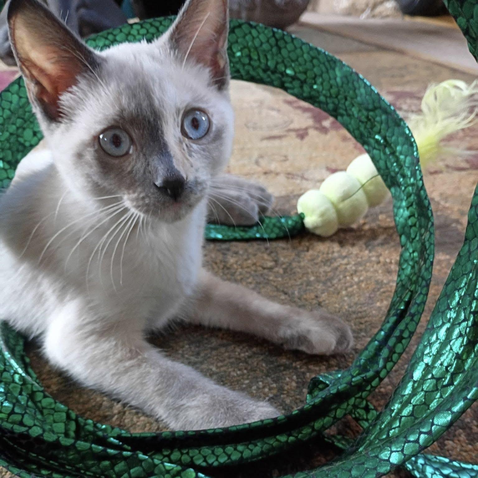 Patricia, adopted, Kitten Female Siamese.