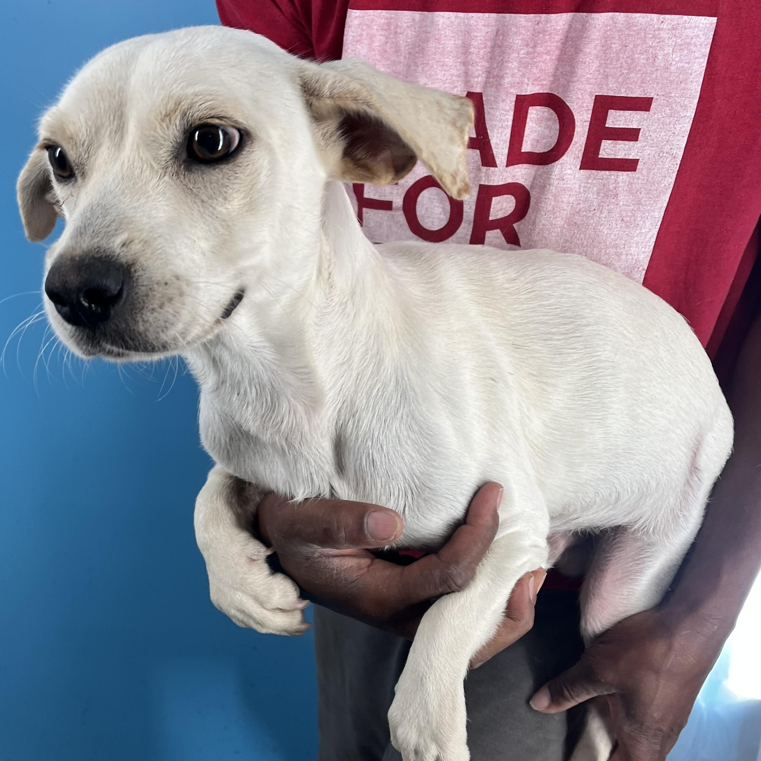 Joey - Local Sept 26-28