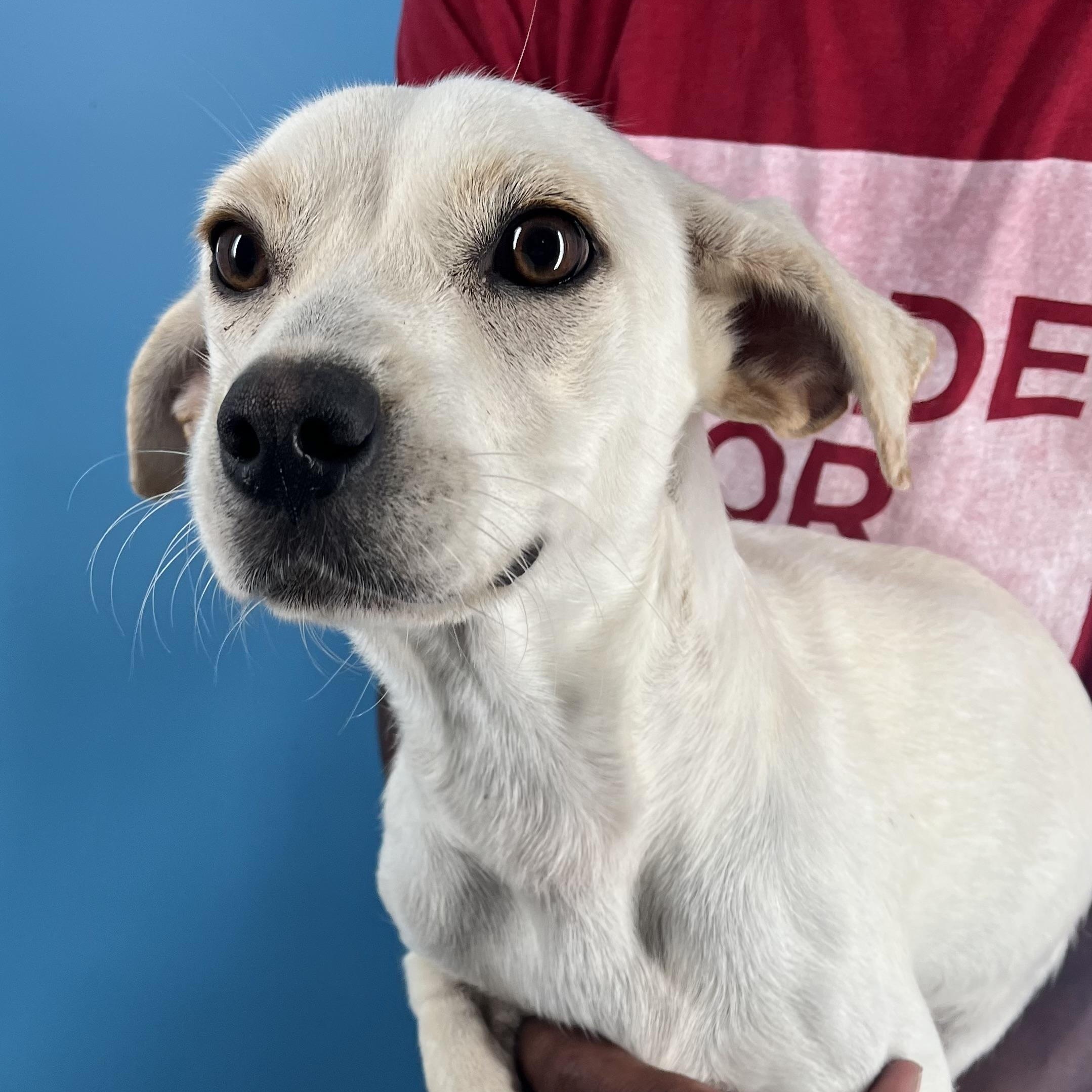 Joey - Local Sept 26-28