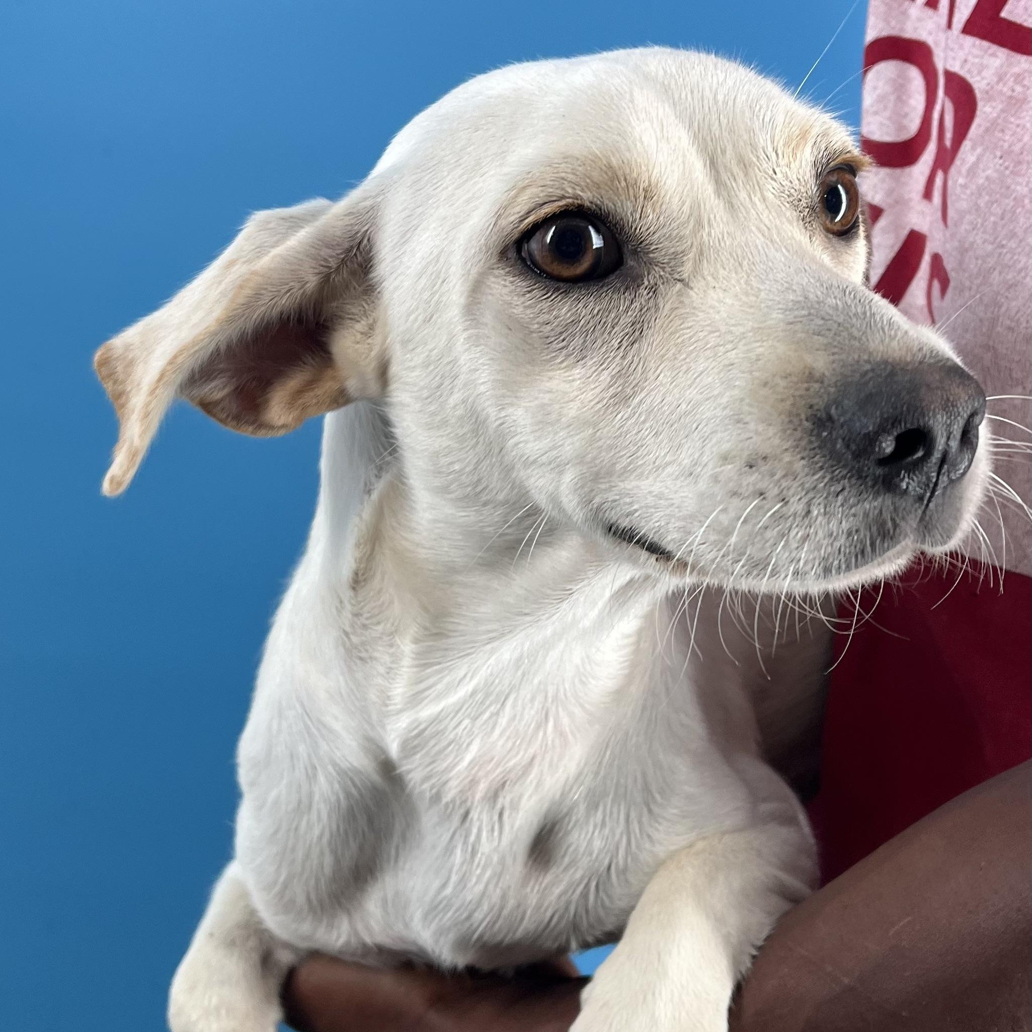 Joey - Local Sept 26-28