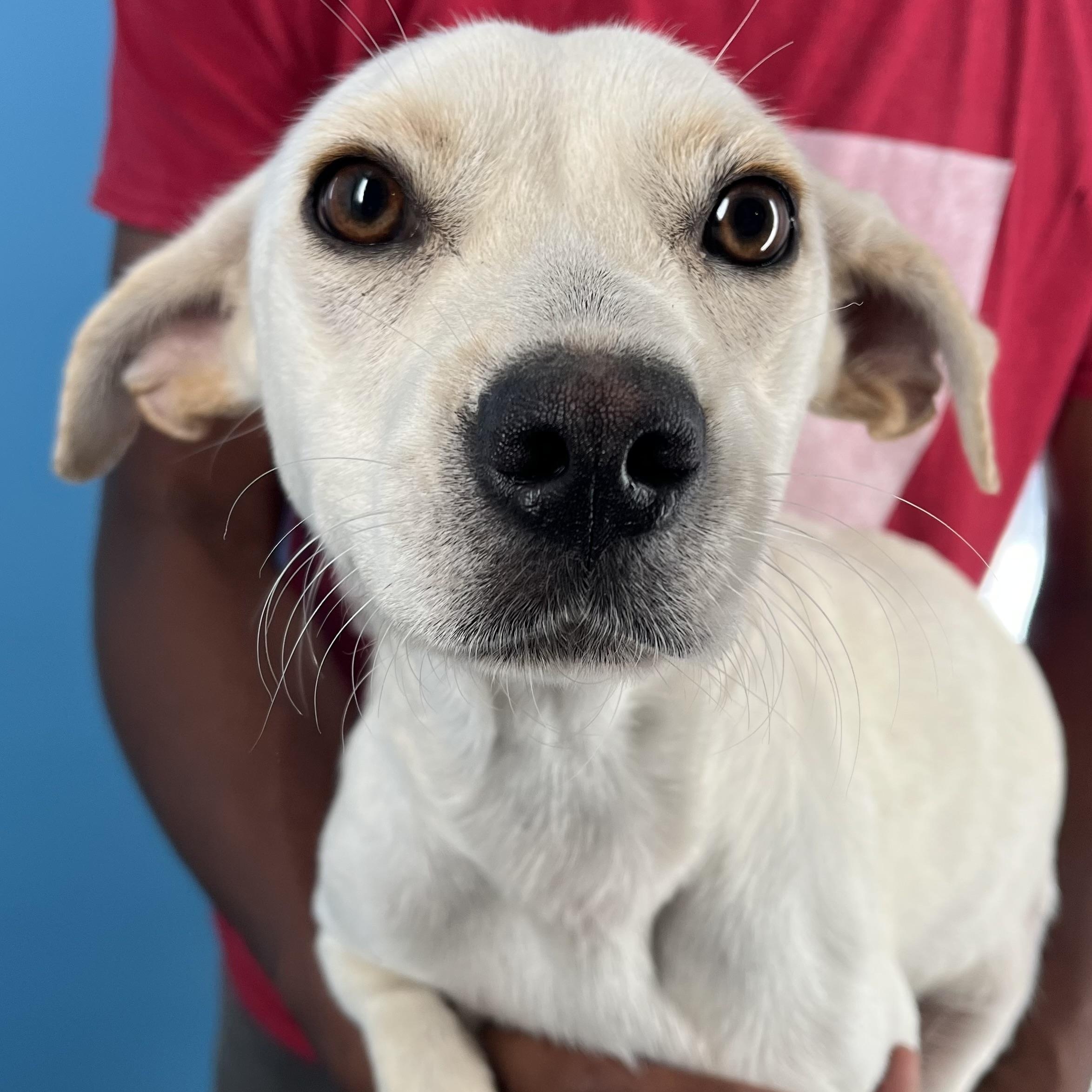 Joey - Local Sept 26-28