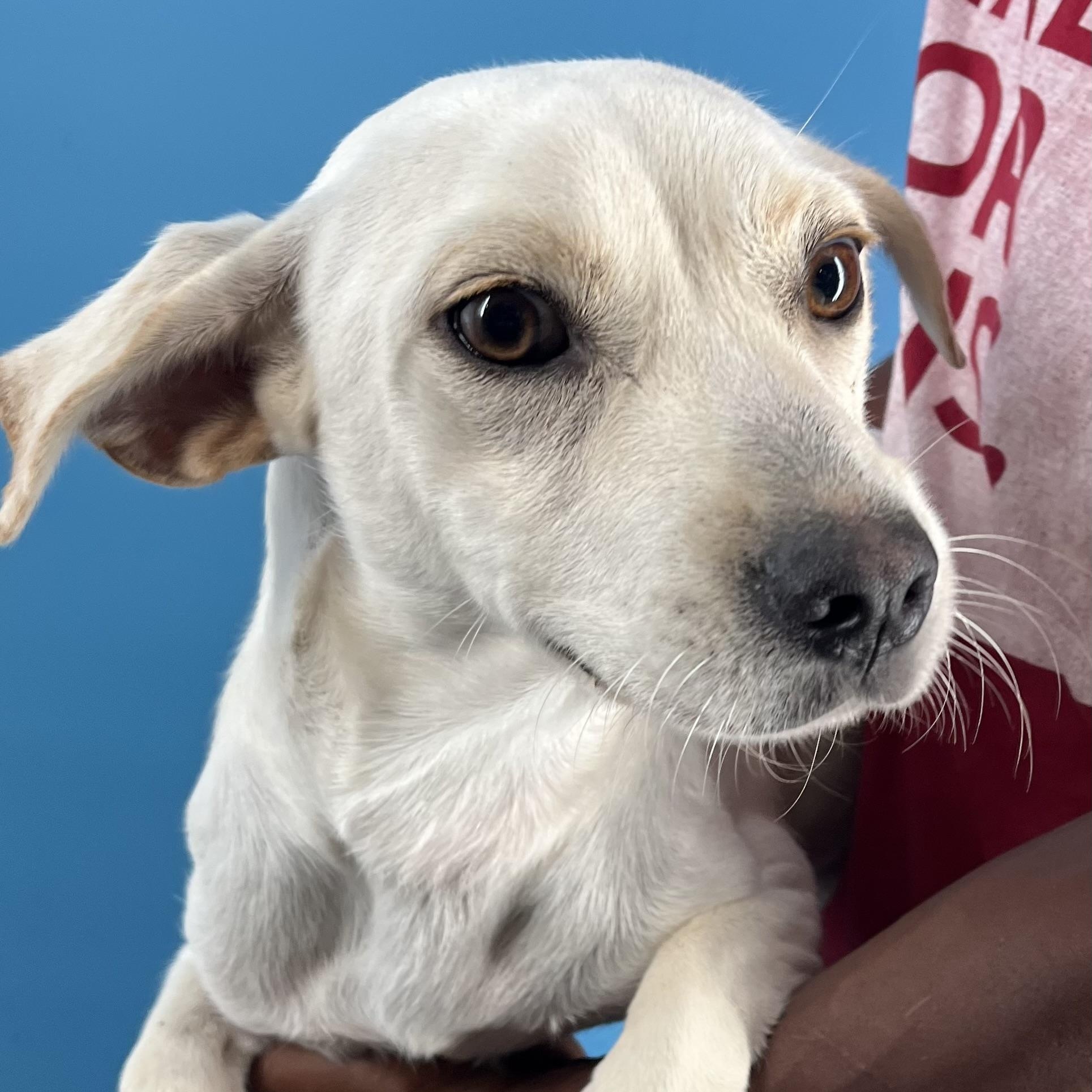 Joey - Local Sept 26-28