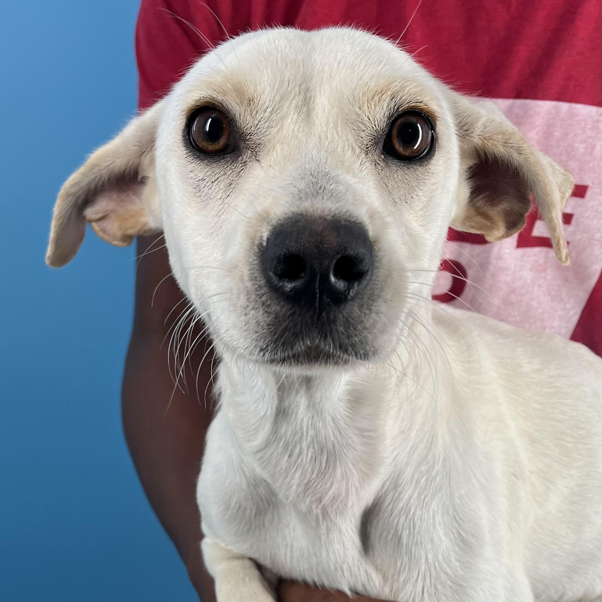 Joey - Local Sept 26-28