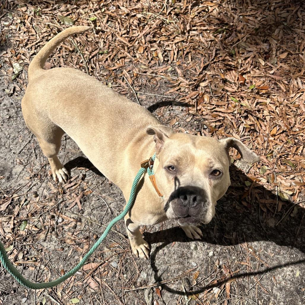 Enlarge Duchess @ Foster, a Adoptable Mixed Breed in Summerville, SC image 4/6